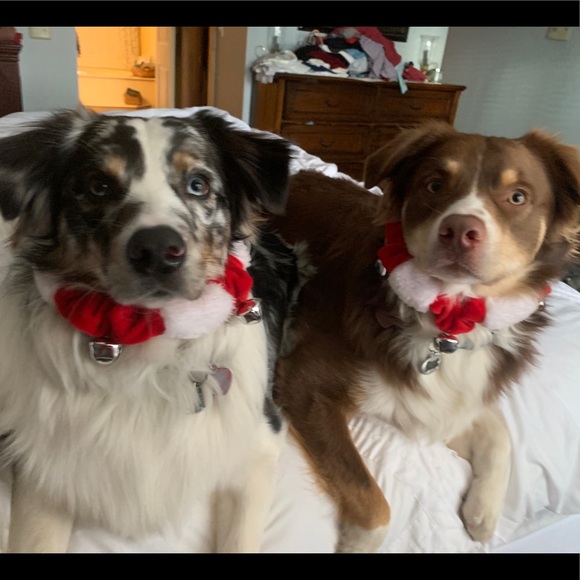 Meet your Posher, Rhett - Picture 1 of 1